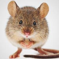 Quality Affordable Pest Control image 4